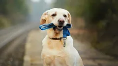 Ako si vybrať správne vodítko a obojok pre svojho psa