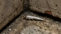 Prečo sa objavuje v našich kúpeľniach a čo tam robí. Zaujímavé fakty o šupinatke