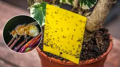 10 najúčinnejších a osvedčených spôsobov, ako sa zbaviť mušiek v izbových kvetoch