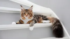 Mainská mývalia mačka: všetko, čo potrebujete vedieť o tomto jemnom obrovi