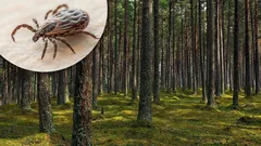 Od levandule po mätu: 10 vôní, ktorých sa kliešte boja ako ohňa