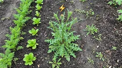 Prečo buriny rastú rýchlejšie ako kultúrne rastliny: a ako využiť túto ich super silu vo svoj prospech