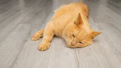 Ako zistiť, že mačka ochorela: tieto „červené vlajky“ vyžadujú okamžité konanie