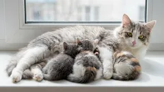 Starci vo veku 7 rokov: aký vek mačky možno považovať za ešte mladý a už úplne starý