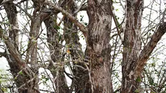 Sova sedí na strome, ale nie všetci ju vidia. A vám sa to už podarilo?